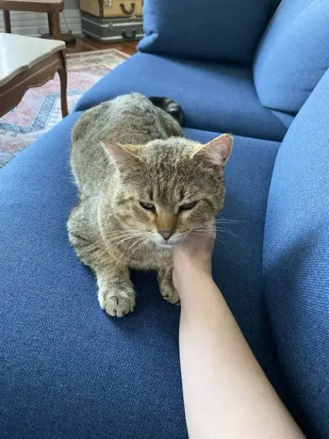Kitty Cent