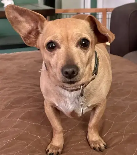 Nala photo 2