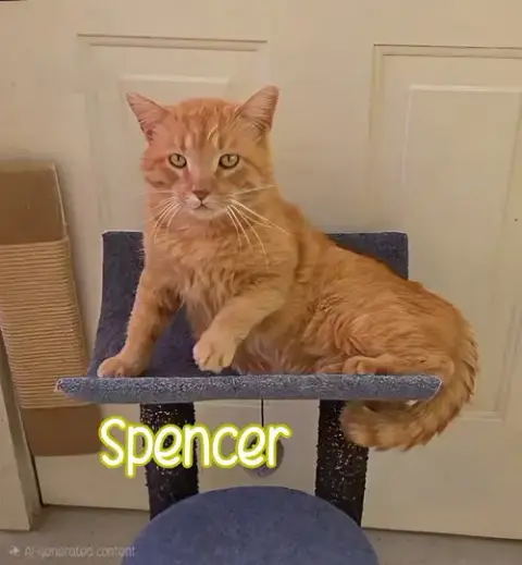 Spencer photo 3
