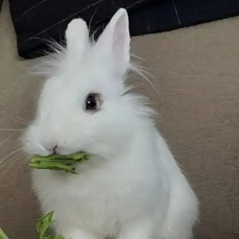 Hop Tart