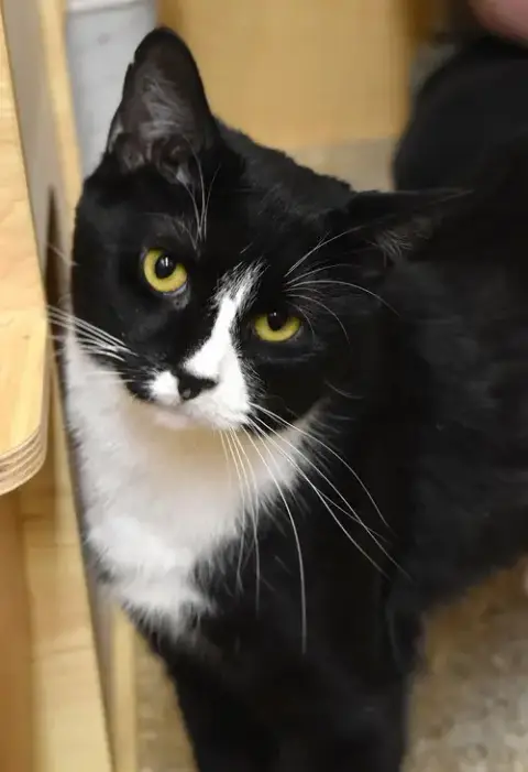 Jack