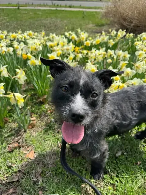Trixie