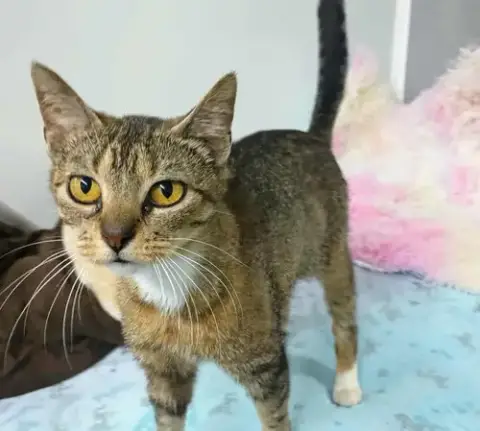 Sadie Adult Female Tabby Fiv+ photo 2