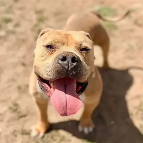 Hooch