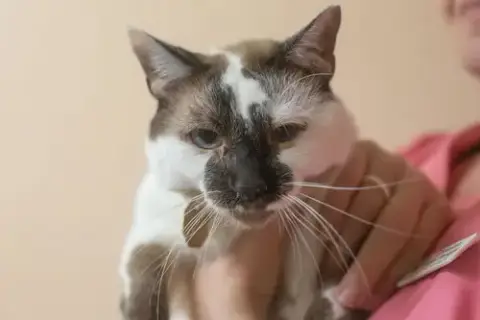 Loki