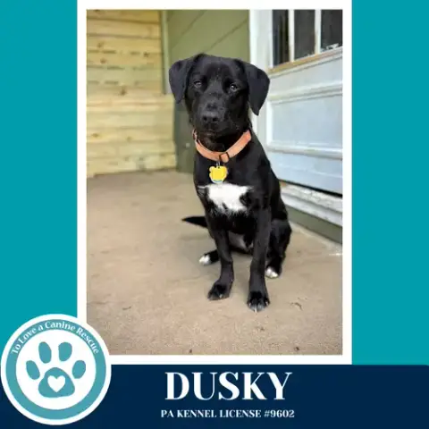 Dusky 020726 photo 2