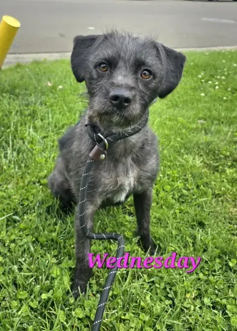 Wednesday