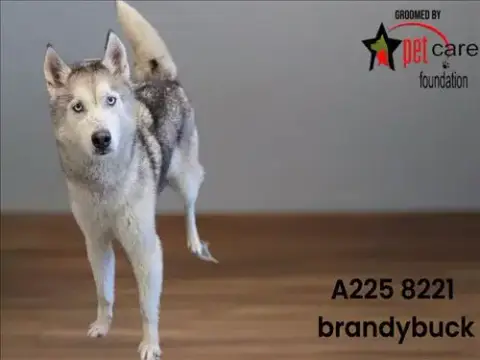 Brandybuck