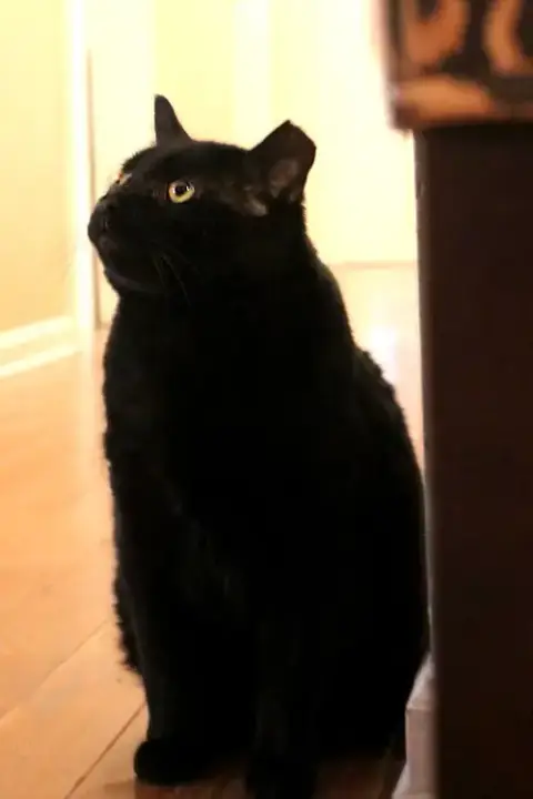 Angus photo 3