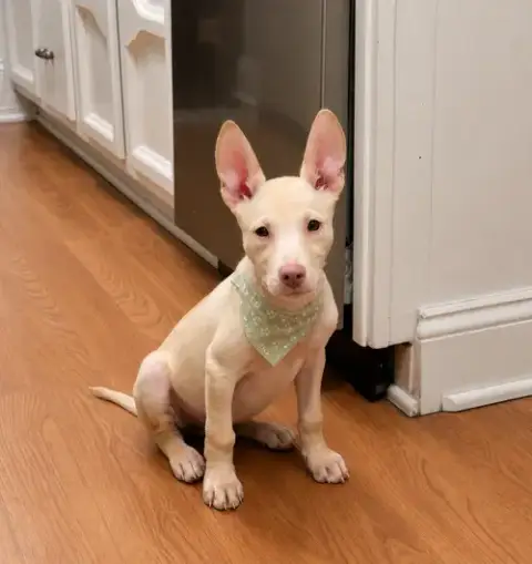 Newman