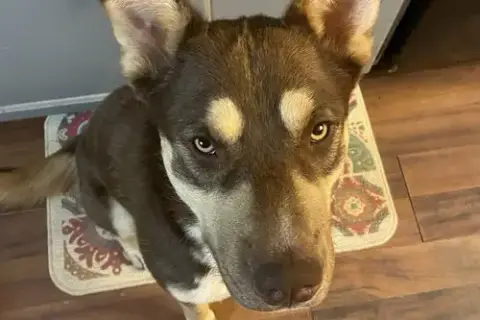 Mowgli photo 4