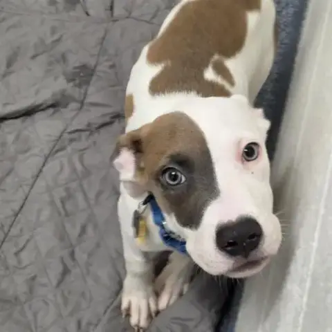 Bowie