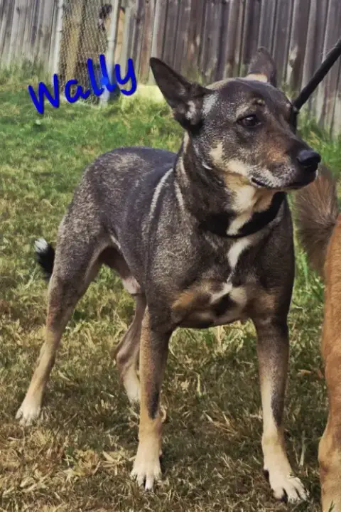Wally photo 2