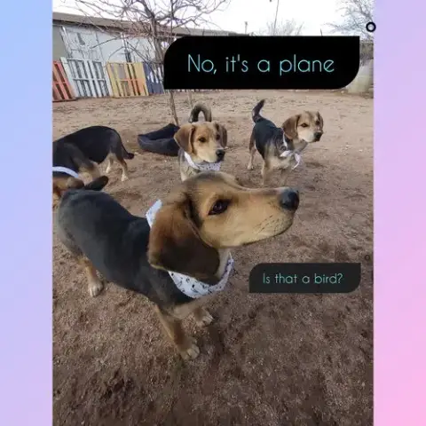 Beatles--Beagle Pups On Abby Road photo 5