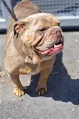 Dixie