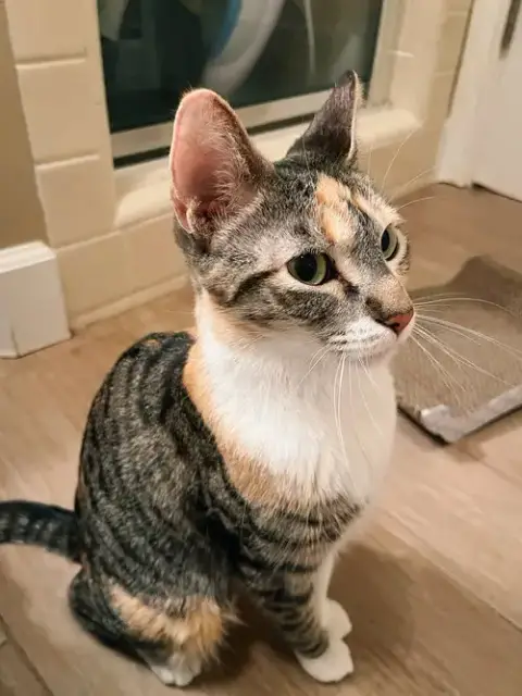 Millie Loo photo 4