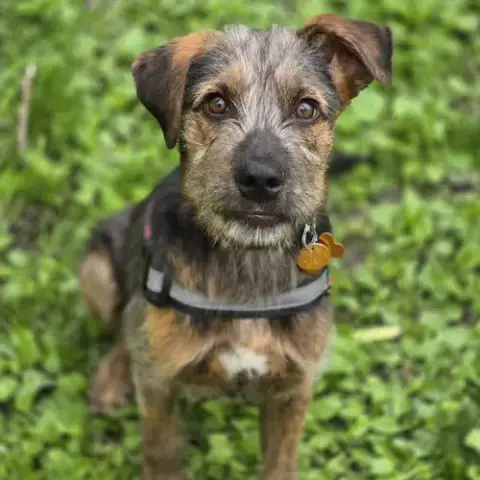 Remus photo 4