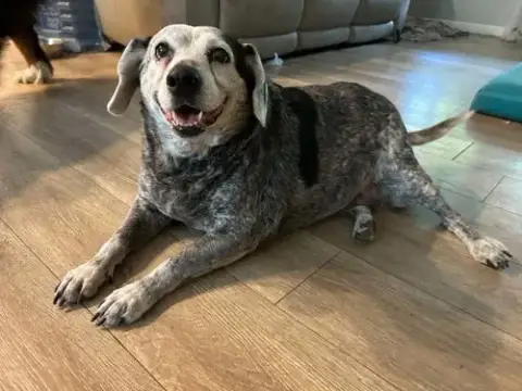 Meko