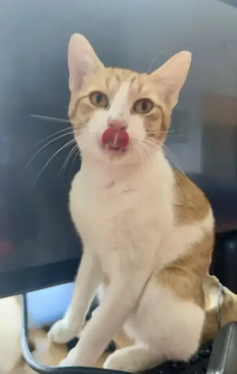 Butters