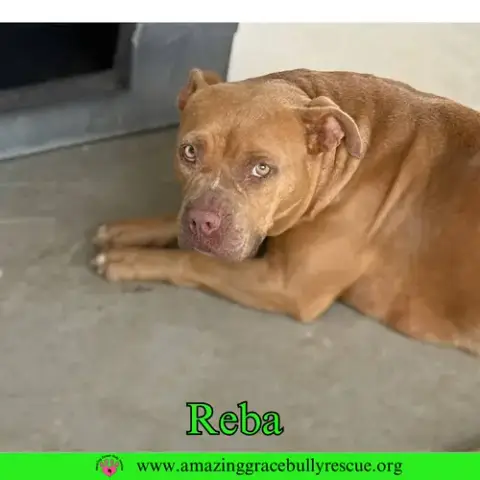 Reba