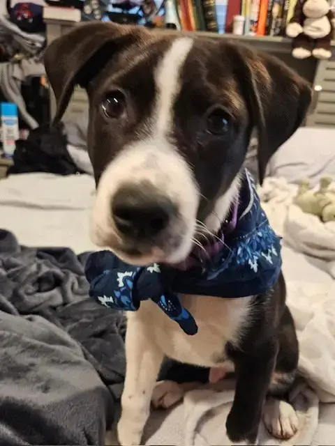 Tupelo