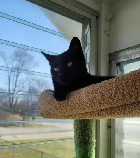Kiki