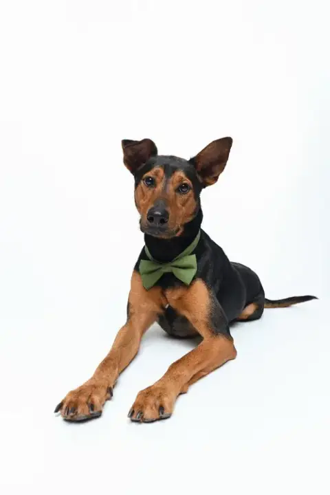 Ziggy photo 3