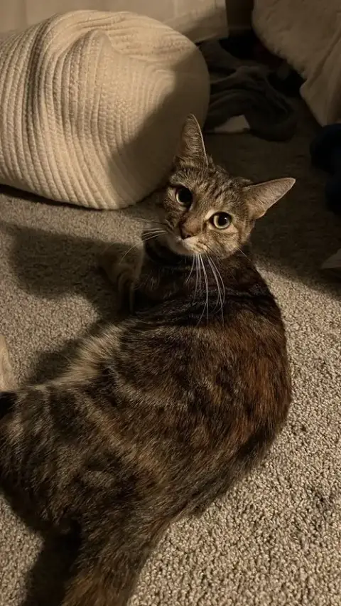 Mozzarella