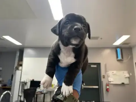 Dexter