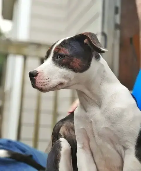 Emelia photo 3
