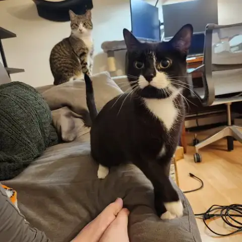 Moostash