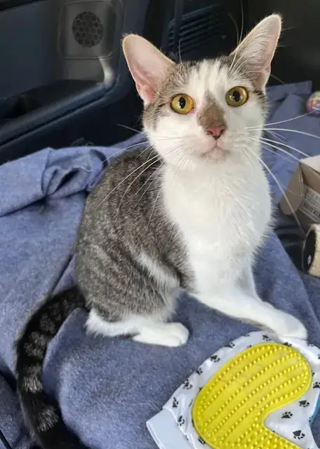 Kitten Chester