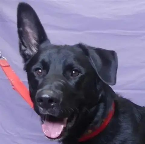 Duke