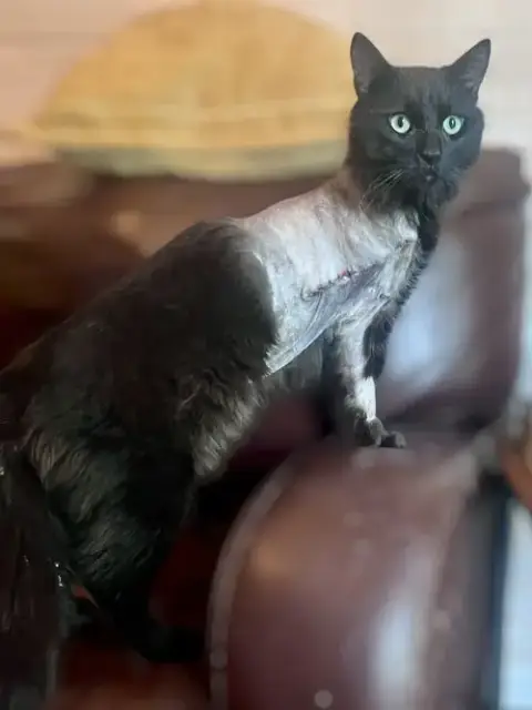 Cinder photo 3
