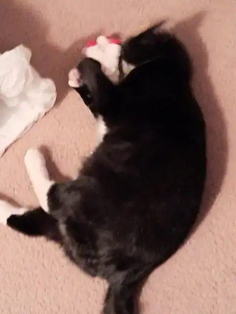 Nala photo 5