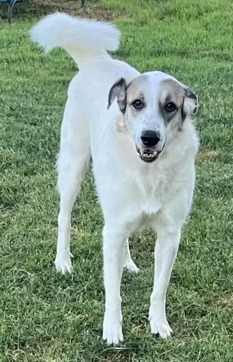 Ms. Lady The Great Pyrenees In Texas photo 2