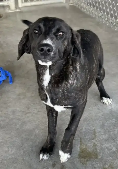 Nova