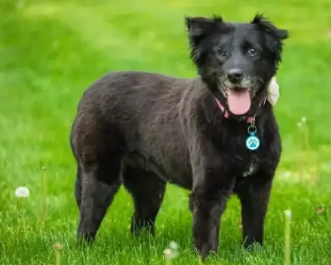 Mollie photo 4