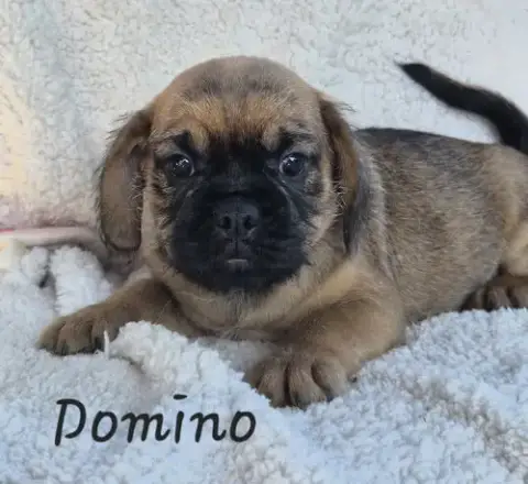 Domino