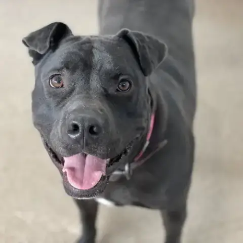 Myrtle