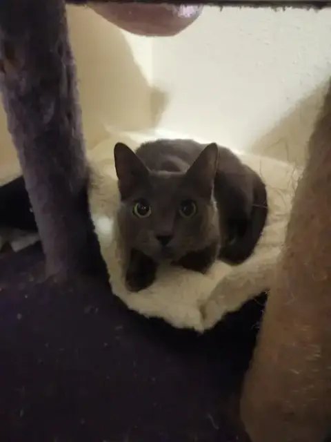 Zelda photo 3