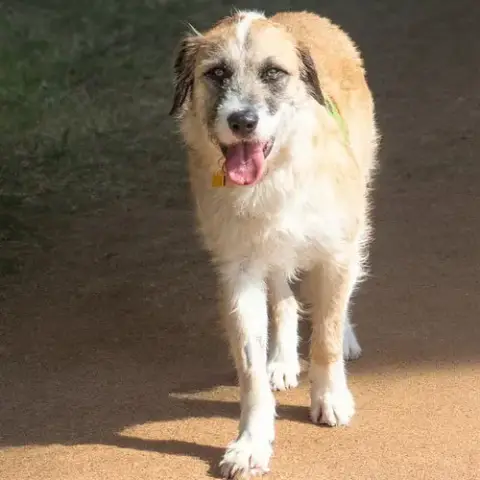 Lorenzo