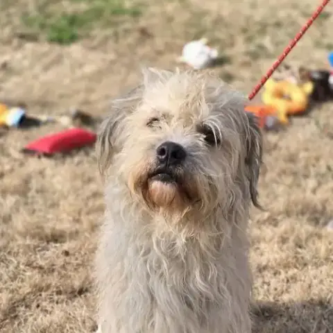 Little Man