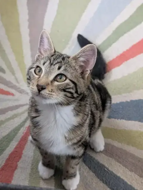 Bb
