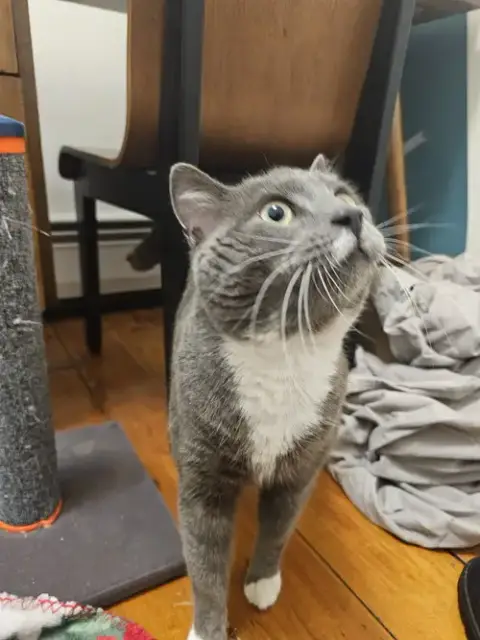 Minnow