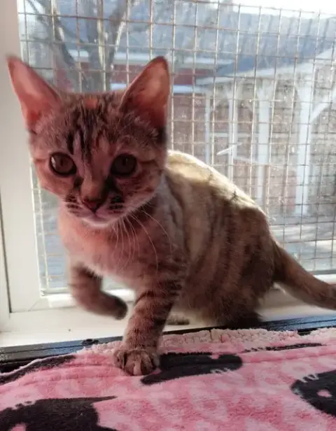 Crimson Blaze *In Foster* photo 2