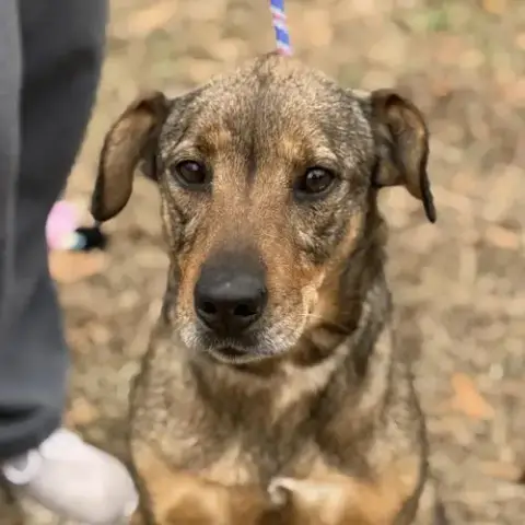 Lulu
