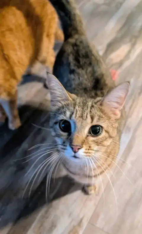 Omi