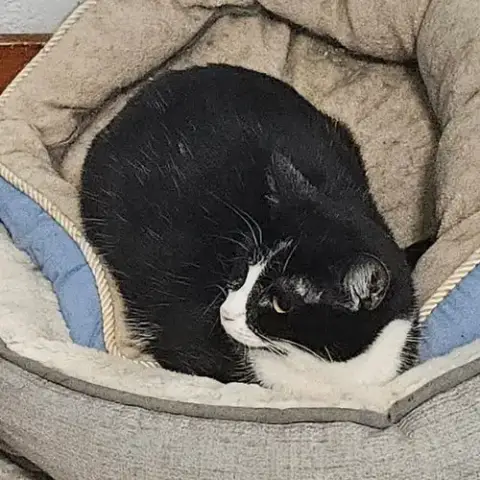 Chip photo 2