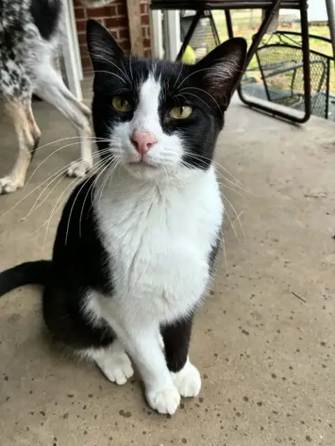 Rufus